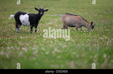 Spostarsi nel paese e mantenere capre, un popolare piccolo allevamenti di animali allevati per latte e carne. Foresta di Dean, Gloucestershire. REGNO UNITO. Foto Stock