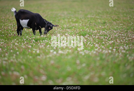 Spostarsi nel paese e mantenere capre, un popolare piccolo allevamenti di animali allevati per latte e carne. Foresta di Dean, Gloucestershire. REGNO UNITO. Foto Stock