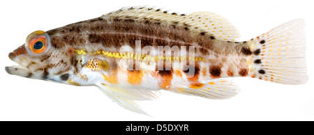 Serranus baldwini, Adulti (lanterna Bass) Foto Stock