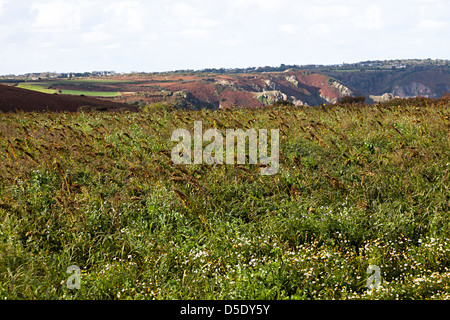 Campo di semi di piante del cuscinetto cresciuto come un raccolto di conservazione per il supporto di popolazioni di uccelli, Jersey, Isole del Canale, REGNO UNITO Foto Stock