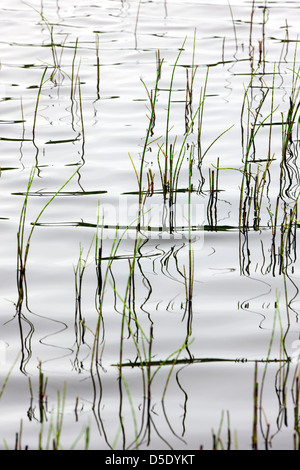 Erbe palustri e riflessi in un lago tundra nella sezione occidentale del Parco Nazionale di Denali, Alaska, STATI UNITI D'AMERICA Foto Stock