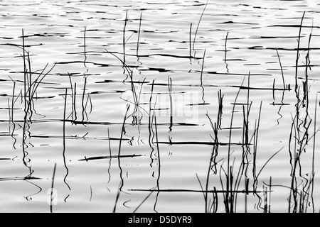 Erbe palustri e riflessi in un lago tundra nella sezione occidentale del Parco Nazionale di Denali, Alaska, STATI UNITI D'AMERICA Foto Stock