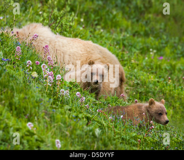 Seminare (femmina) Orso grizzly (Ursus arctos horribilis) con i cuccioli, vicino autostrada Pass, Parco Nazionale di Denali, Alaska, STATI UNITI D'AMERICA Foto Stock