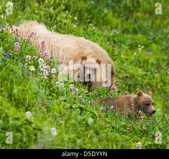 Seminare (femmina) Orso grizzly (Ursus arctos horribilis) con i cuccioli, vicino autostrada Pass, Parco Nazionale di Denali, Alaska, STATI UNITI D'AMERICA Foto Stock