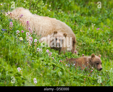 Seminare (femmina) Orso grizzly (Ursus arctos horribilis) con i cuccioli, vicino autostrada Pass, Parco Nazionale di Denali, Alaska, STATI UNITI D'AMERICA Foto Stock