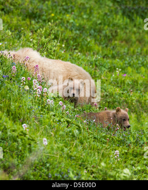 Seminare (femmina) Orso grizzly (Ursus arctos horribilis) con i cuccioli, vicino autostrada Pass, Parco Nazionale di Denali, Alaska, STATI UNITI D'AMERICA Foto Stock