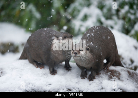 Un gruppo di Oriental Small-Clawed lontre su una roccia nella neve (Amblonyx cinereus) Foto Stock