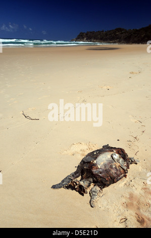 Dead sea turtle lavato fino sul francese della spiaggia, North Stradbroke Island, Queensland, Australia Foto Stock