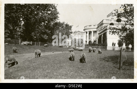 Il Presidente Wilson le pecore alla Casa Bianca Foto Stock