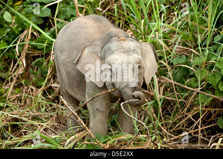 Un bambino Borneo elefante pigmeo (Elephas maximus borneensis) Foto Stock