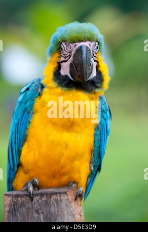 Un blu-giallo Macaw (Ara ararauna) nella foresta amazzonica Foto Stock