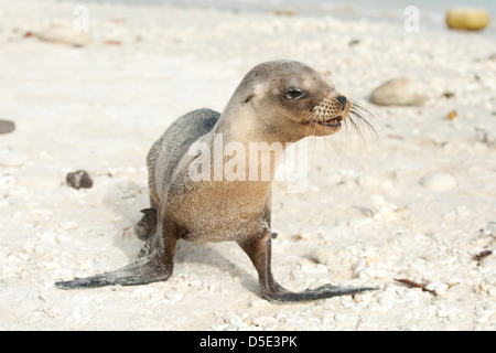 Un giovane Sealion Galapagos (Zalophus wollebaeki) poggia sulla spiaggia Foto Stock