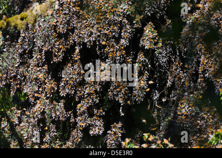 Cluster di farfalle monarca del pino, Michoacan, Messico Foto Stock