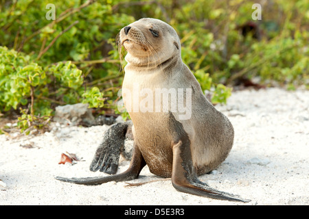 Un giovane Sealion Galapagos (Zalophus wollebaeki) poggia sulla spiaggia Foto Stock