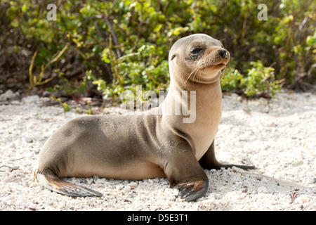 Un giovane Sealion Galapagos (Zalophus wollebaeki) poggia sulla spiaggia Foto Stock