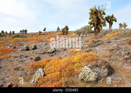 Ficodindia alberi di cactus (Opuntia echios) & Galapagos erbaccia tappeti (portulacastrum edmondstonei) su South Plazas Island, Galapagos Foto Stock