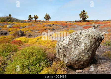 Ficodindia alberi di cactus (Opuntia echios) & Galapagos erbaccia tappeti (portulacastrum edmondstonei) su South Plazas Island, Galapagos Foto Stock