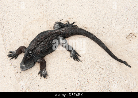 Un Galapagos iguane marine in appoggio (Amblyrhynchus cristatus) Foto Stock