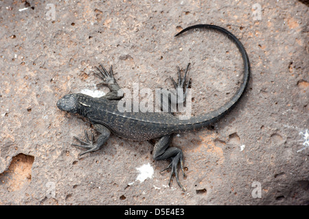 Un Galapagos iguane marine in appoggio (Amblyrhynchus cristatus) Foto Stock