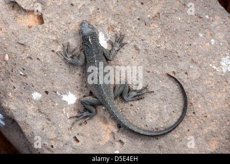 Un Galapagos iguane marine in appoggio (Amblyrhynchus cristatus) Foto Stock