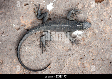 Un Galapagos iguane marine in appoggio (Amblyrhynchus cristatus) Foto Stock