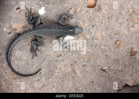 Un Galapagos iguane marine in appoggio (Amblyrhynchus cristatus) Foto Stock