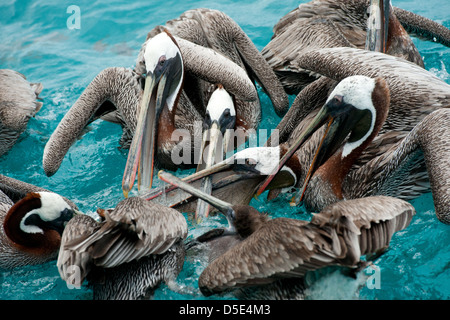 Un gruppo di marrone pellicani (Pelecanus occidentalis) seduto in mare lotta per alimenti Foto Stock