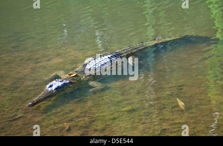 Crocodille di acqua dolce in un billabong del Lennard River a Windjana Gorge National Park, Kimberley, Australia occidentale Foto Stock