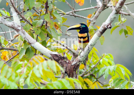 Molti-nastrare Aracari (Pteroglossus pluricinctus) Foto Stock