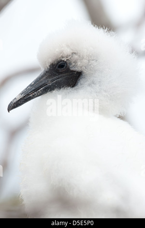 Un rosso-footed Booby pulcino (Sula sula) seduto in un nido in una struttura ad albero Foto Stock