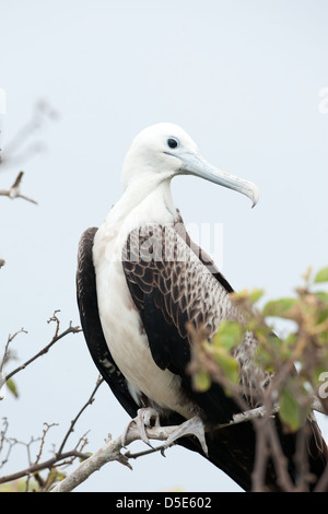 Una femmina di Frigate Bird (Fregata spp) Foto Stock