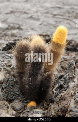 Cactus di lava che cresce su roccia lavica (Brachycereus nesioticus) Foto Stock