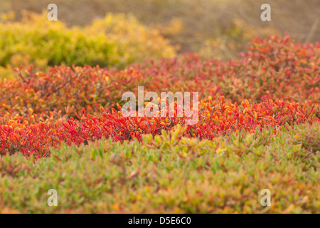 Il coloratissimo tappeto Galapagos infestante (portulacastrum edmondstonei) è trovato tutto Isla Plazas nelle isole Galapagos Foto Stock