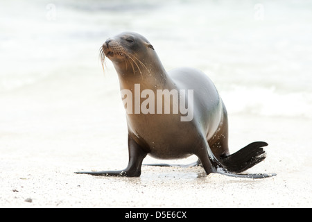 Un Sealion Galapagos (Zalophus wollebaeki) passeggiate sulla spiaggia Foto Stock