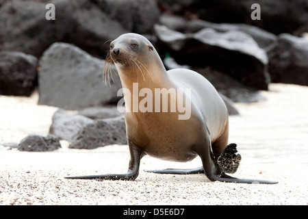 Un Sealion Galapagos (Zalophus wollebaeki) passeggiate sulla spiaggia Foto Stock