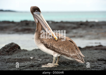 Un Pellicano marrone (Pelecanus occidentalis) in piedi dalla costa con il mare dietro Foto Stock