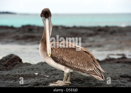 Un Pellicano marrone (Pelecanus occidentalis) in piedi dalla costa con il mare dietro Foto Stock