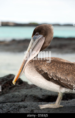 Un Pellicano marrone (Pelecanus occidentalis) in piedi dalla costa con il mare dietro Foto Stock