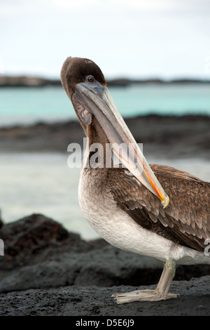 Un Pellicano marrone (Pelecanus occidentalis) in piedi dalla costa con il mare dietro Foto Stock