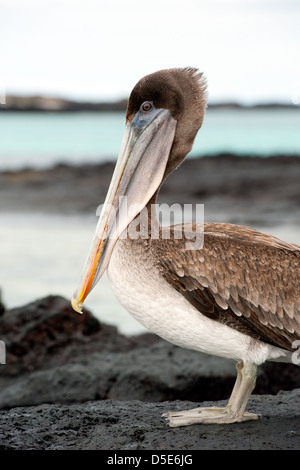 Un Pellicano marrone (Pelecanus occidentalis) in piedi dalla costa con il mare dietro Foto Stock