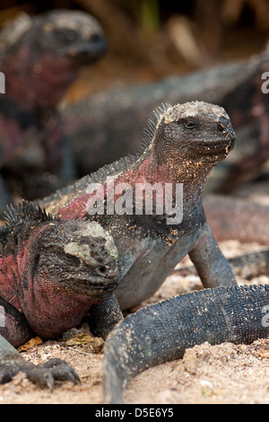 Un Galapagos iguane marine (Amblyrhynchus cristatus) Foto Stock