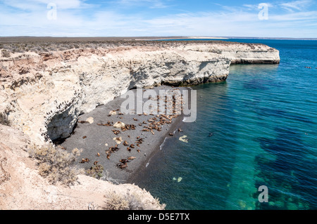 Una colonia di leoni di mare su una spiaggia a sud di Puerto Madryn, Argentina. Foto Stock