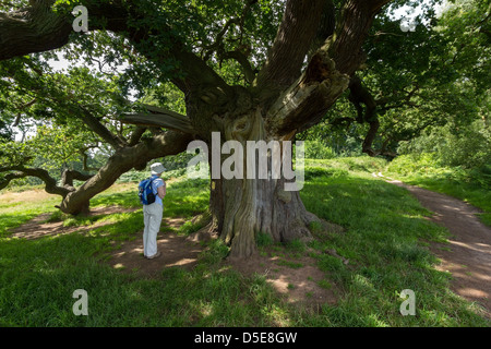 Donna che guarda in inglese antico albero di quercia nella foresta nazionale, Ticknall, Derbyshire, England, Regno Unito Foto Stock