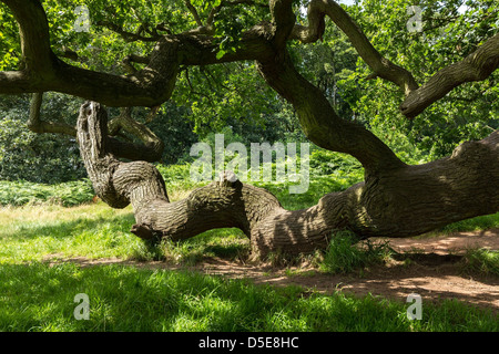 Twisted inglese antico albero di quercia ramo nella foresta nazionale, Ticknall, Derbyshire, England, Regno Unito Foto Stock