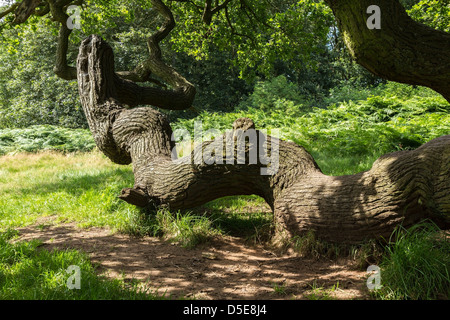 Twisted inglese antico albero di quercia ramo nella foresta nazionale, Ticknall, Derbyshire, England, Regno Unito Foto Stock
