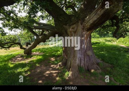 Inglese antico albero di quercia nella foresta nazionale nelle vicinanze Calke Abbey, Ticknall, Derbyshire, England, Regno Unito Foto Stock
