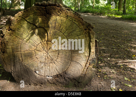 Grandi log tagliato dal sentiero boschivo che mostra gli anelli di un albero, Derbyshire, England, Regno Unito Foto Stock
