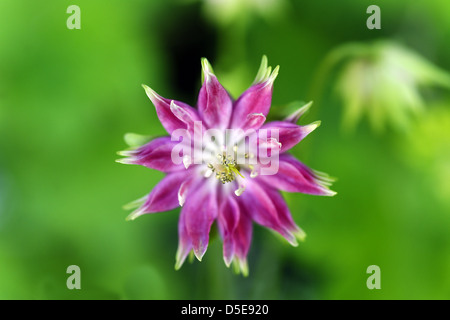 Close up di aquilegia vulgaris " Nora Barlow' Fiore testa Foto Stock