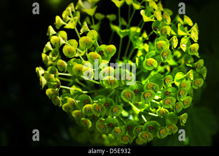 Close up di euphorbia characias subsp. Wulfenii testa di fiori Foto Stock