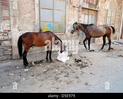 Gypsy cavalli sono di alimentazione sulle strade Foto Stock